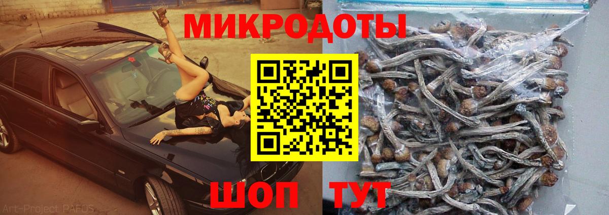 Псилоцибиновые грибы Psilocybine cubensis Вольск